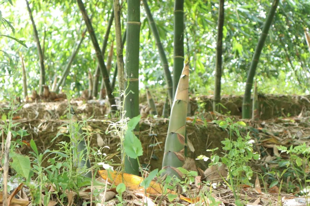 V|Ժl(xing)L(sh)`(du)|ѡSѡcr(nng)һSƬӹ