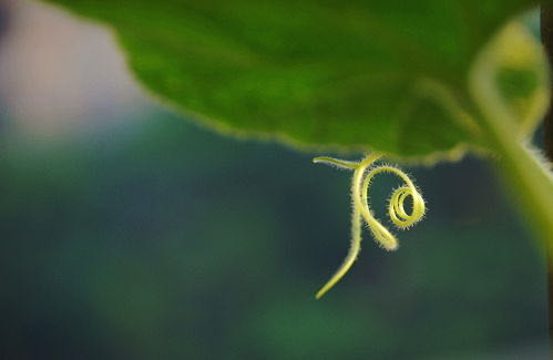 ӿƼW(xu)ƌW(xu)cg(sh)W(xu)Ժek (tng)Ȼ-ɻ(dng)֮ɡƪȻɺX(l)(chung)