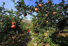 ۽h(yun)ʯl(xing)dl(f)չ