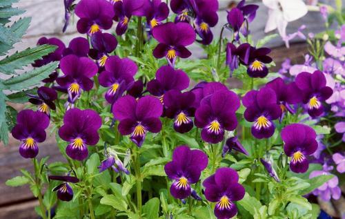 P(gun)µĄ(l)־СɄt