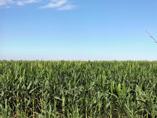 ϾؔWl̽Lǧ˜ҊCrIlչ