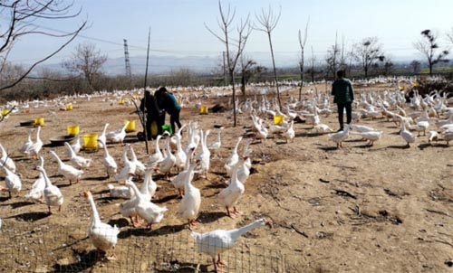 ɴW(xu)ɽl(xing)(chung)I(y)B(yng)ֳ2300ֻZ¸¼(li)I